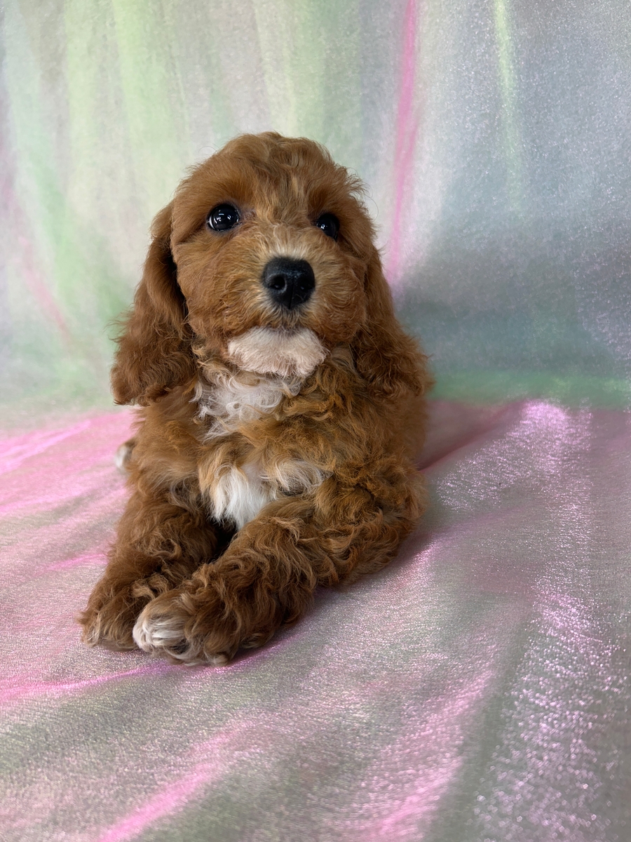 Dark Red Bichon Poodle Puppy for Sale DOB 6-22-2026 $950